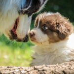 Come addestrare un cucciolo a fare i bisogni fuori?