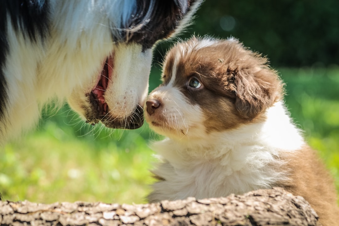 Come addestrare un cucciolo a fare i bisogni fuori?