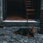 Come fare la toelettatura del cane in casa?
