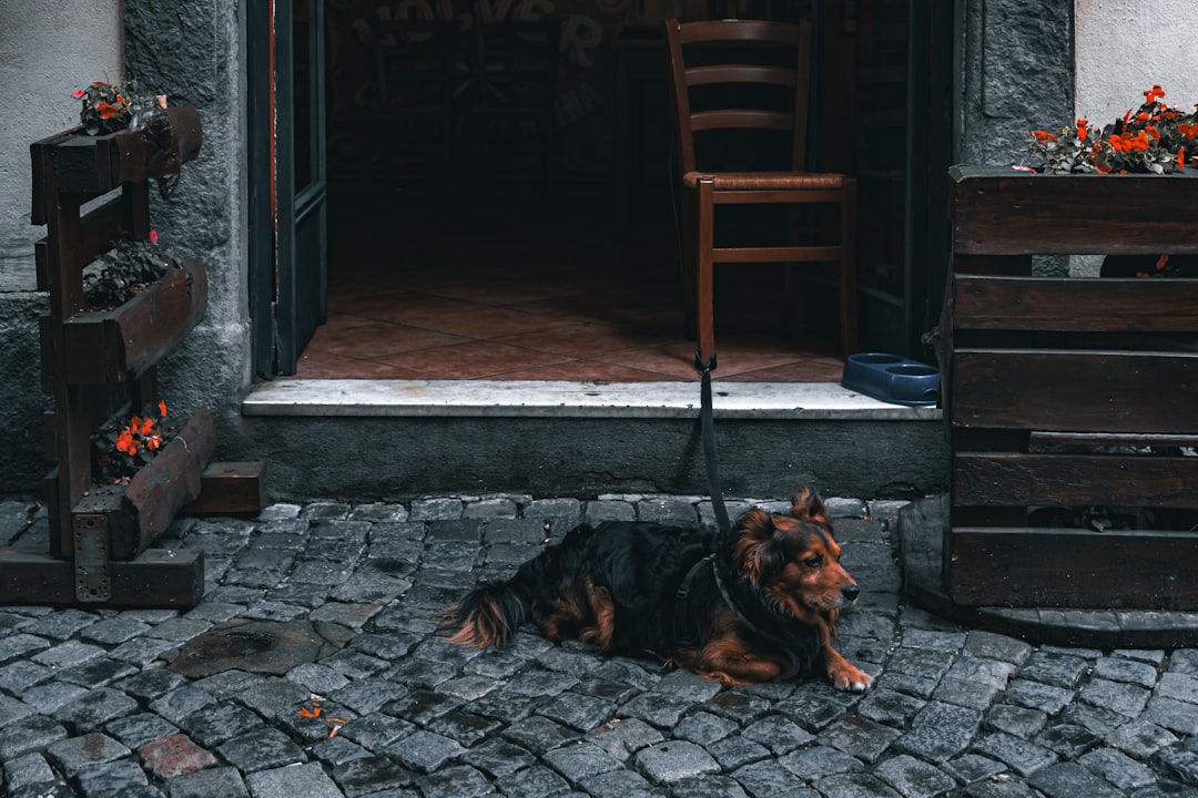 Come fare la toelettatura del cane in casa?